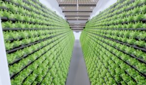 Indoor-Farming / MABEWO AG Schweiz