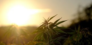 Cannabis / Pixabay